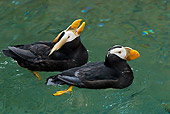 BRD 04 TL0007 01
Two Tufted Puffins Swimming
