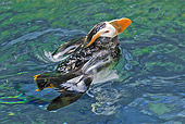 BRD 04 TL0008 01
Tufted Puffin Surfacing After Dive