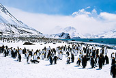 BRD 05 BA0001 01
Colony Of King Penguins In Snow By Mountains And Beach
