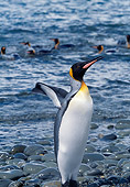 BRD 05 BA0002 01
King Penguin Standing On Beach With Colony Swimming In The Background