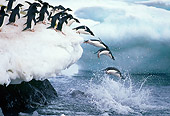 BRD 05 GL0001 01
Group Of Adelie Penguins Jumping Of Snowy Ledge Into Sea