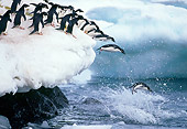 BRD 05 GL0002 01
Group Of Adelie Penguins Jumping Of Snowy Ledge Into Sea