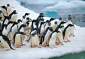 BRD 05 GL0003 01
Group Of Adelie Penguins Standing On Icy Glacier