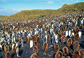 BRD 05 GL0004 01
Colony Of King Penguin Adults And Chicks On Beach