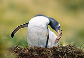 BRD 05 GL0005 01
Gentoo Penguin Preening In Nest