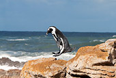 BRD 05 GL0006 01
African Penguin (aka Black-Footed Penguin) Jumping From Rock In Betty's Bay, South Africa