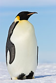 BRD 05 KH0011 01
Emperor Penguin Resting On Heels In Snow Antarctica
