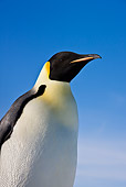 BRD 05 KH0013 01
Portrait Of Emperor Penguin Against Blue Sky Antarctica