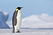 BRD 05 KH0014 01
Emperor Penguin Standing On Ice Antarctica