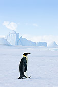 BRD 05 KH0015 01
Emperor Penguin Walking On Ice Antarctica