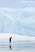 BRD 05 KH0016 01
Emperor Penguin Standing On Ice By Reflection Antarctica