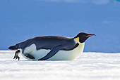 BRD 05 KH0018 01
Emperor Penguin Tobogganing On Ice Antarctica