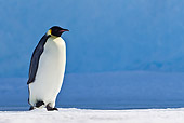 BRD 05 KH0019 01
Emperor Penguin Walking On Ice Antarctica
