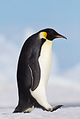 BRD 05 KH0020 01
Emperor Penguin Walking On Ice Antarctica
