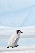 BRD 05 KH0022 01
Emperor Penguin Chick Walking On Ice Antarctica