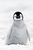 BRD 05 KH0023 01
Emperor Penguin Chick Standing On Ice Antarctica