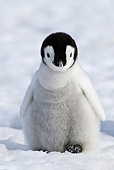 BRD 05 KH0024 01
Emperor Penguin Chick Standing On Ice Antarctica
