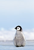 BRD 05 KH0025 01
Emperor Penguin Chick Standing On Ice Antarctica