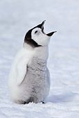 BRD 05 KH0029 01
Emperor Penguin Chick Standing On Ice With Mouth Open For Food Antarctica