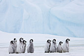 BRD 05 KH0030 01
Group Of Emperor Penguin Chicks Standing On Ice Antarctica