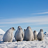 BRD 05 KH0031 01
Back View Of Emperor Penguin Chicks Standing On Ice Antarctica