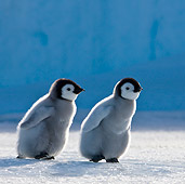 BRD 05 KH0032 01
Two Emperor Penguin Chicks Walking On Ice Antarctica