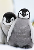 BRD 05 KH0033 01
Close-Up Of Two Emperor Penguin Chicks Standing On Ice Antarctica