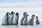 BRD 05 KH0034 01
Group Of Emperor Penguin Chicks Walking On Melting Ice Antarctica