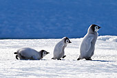 BRD 05 KH0035 01
Three Emperor Penguin Chicks Walking On Ice Antarctica