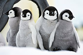 BRD 05 KH0036 01
Group Of Emperor Penguin Chicks Standing On Ice By Adult Antarctica