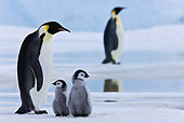 BRD 05 KH0039 01
Emperor Penguins And Two Chicks Standing On Ice Antarctica
