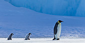 BRD 05 KH0040 01
Emperor Penguin And Two Chicks Walking On Ice Antarctica