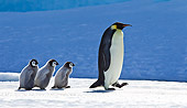 BRD 05 KH0041 01
Emperor Penguin Walking On Ice With Three Chicks Following Antarctica