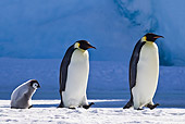 BRD 05 KH0042 01
Two Emperor Penguins Walking On Ice With Chick Following Antarctica