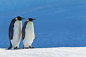 BRD 05 KH0044 01
Two Emperor Penguins Walking On Ice Antarctica