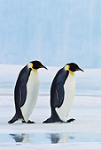 BRD 05 KH0046 01
Two Emperor Penguins Walking On Ice Antarctica