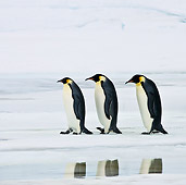BRD 05 KH0047 01
Three Emperor Penguins Walking On Ice Antarctica