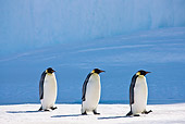 BRD 05 KH0048 01
Three Emperor Penguins Walking On Ice Antarctica
