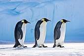 BRD 05 KH0049 01
Three Emperor Penguins Walking On Ice Antarctica