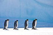 BRD 05 KH0051 01
Four Emperor Penguins Walking On Ice Antarctica
