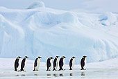 BRD 05 KH0052 01
Group Of Emperor Penguins Walking On Ice Antarctica