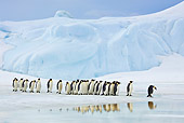 BRD 05 KH0053 01
Group Of Emperor Penguins Standing On Sea Ice By Reflections Antarctica