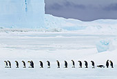 BRD 05 KH0054 01
Group Of Emperor Penguins Walking On Sea Ice Antarctica