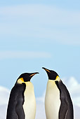 BRD 05 KH0056 01
Two Emperor Penguins Standing On Sea Ice Antarctica