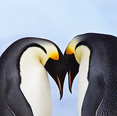 BRD 05 KH0058 01
Portrait Of Two Emperor Penguins Greeting One Another Antarctica