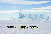BRD 05 KH0059 01
Three Emperor Penguins Tobogganing On Ice Antarctica