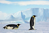 BRD 05 KH0060 01
Two Emperor Penguins Tobogganing And Walking On Ice Antarctica