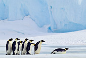 BRD 05 KH0062 01
Group Of Emperor Penguins Watching Another Tobogganing On Ice Antarctica