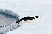 BRD 05 KH0063 01
Emperor Penguin Jumping Out Of Water Onto Ice Antarctica