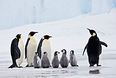 BRD 05 KH0065 01
Emperor Penguins And Chicks Standing On Ice Antarctica